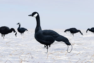 All black canada goose sentry decoys