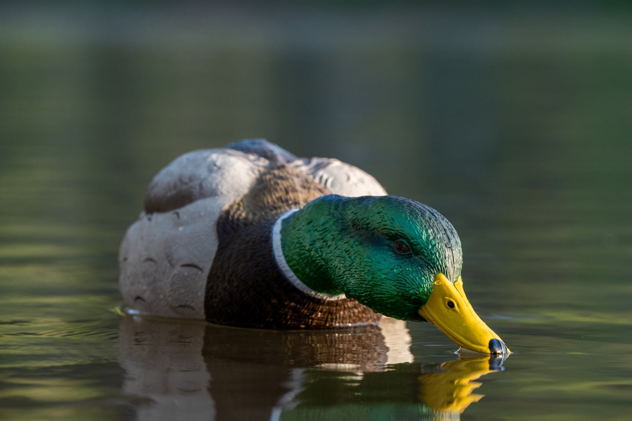 mallard duck floater decoy