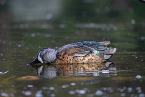 Blue winged teal decoys