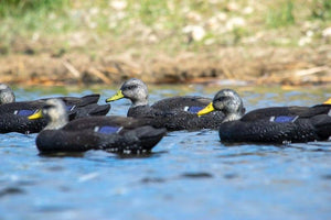 Floater black duck decoy