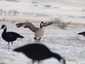 Lesser canada goose all black flocked decoy