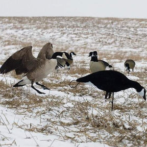 All black canada goose decoy
