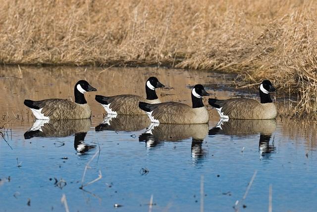 SX Floater Goose Decoys