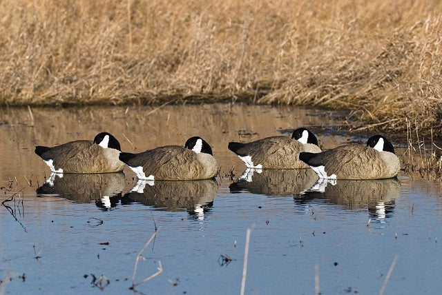 SX  Canada Goose Floater Decoys