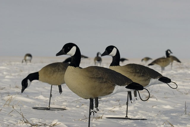 SX Full Body Canada Goose Lesser Decoys