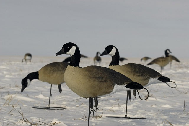 Lesser Canada Goose Decoys