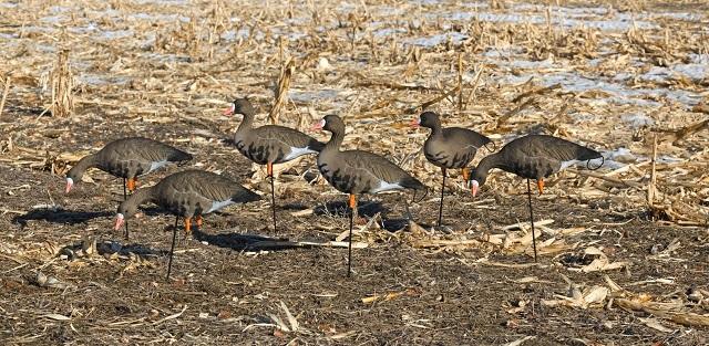 SX Full Body Specklebelly Decoys