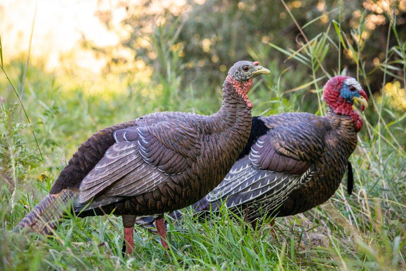 SX Full Body Turkey Decoys