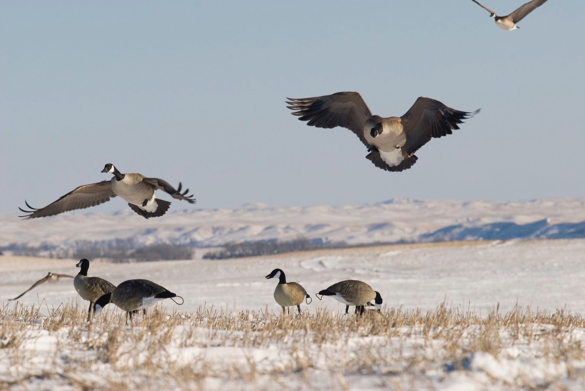 Canada Goose Decoys
