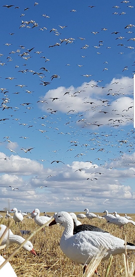 Snow Goose Decoys