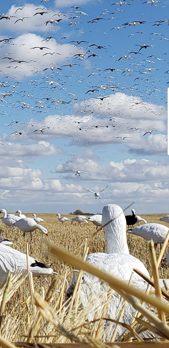 SX Snow Goose Full Body Decoys