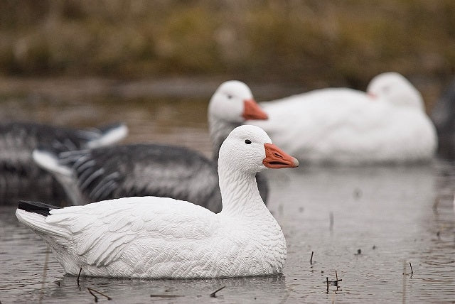 Snow Goose Floater Decoys