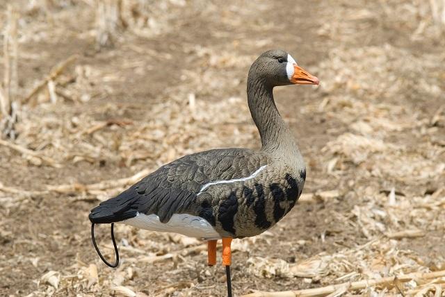 Specklebelly Goose Decoys