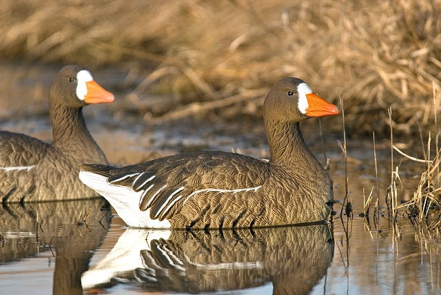 Damaged Decoy Boxes Sale!!