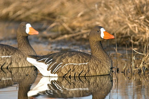Damaged Decoy Boxes Sale!!