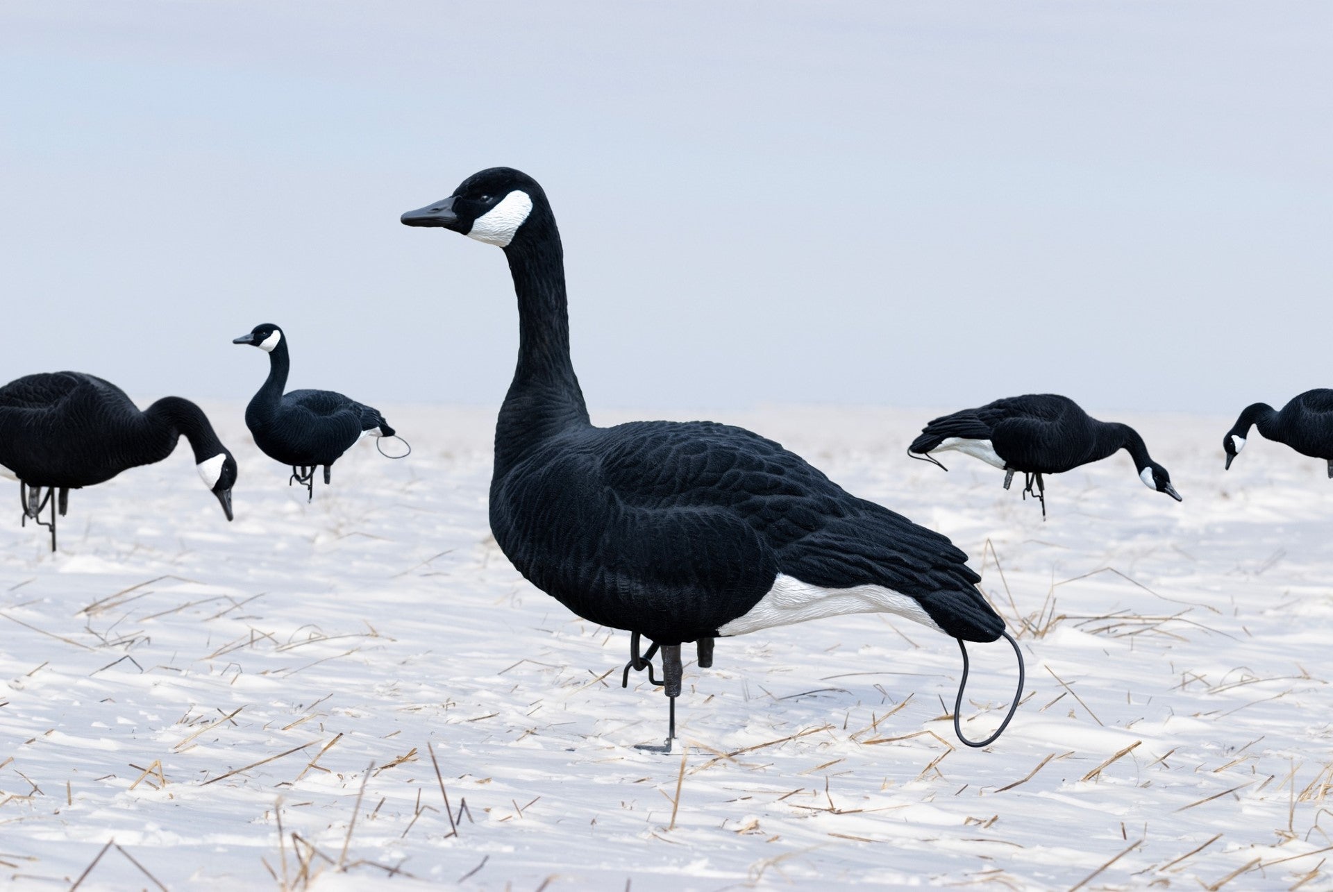 SX Life Size Canada Goose Decoys Combo Pack (ALL Black Flocked) - SX Decoys
