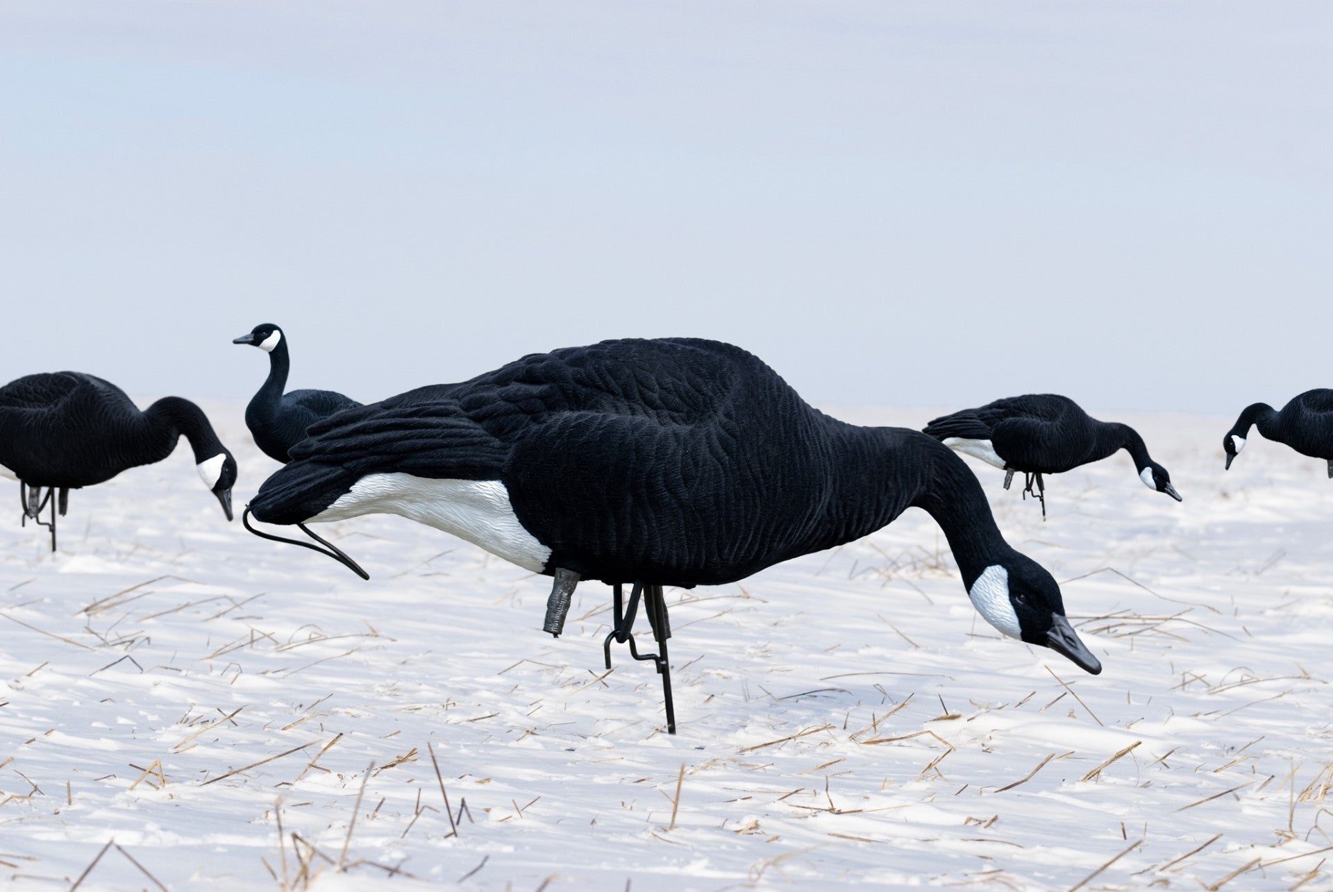 Full Body Canada Goose Decoys - SX Decoys