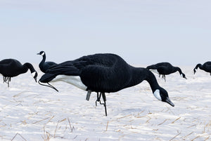 Black canada goose decoys