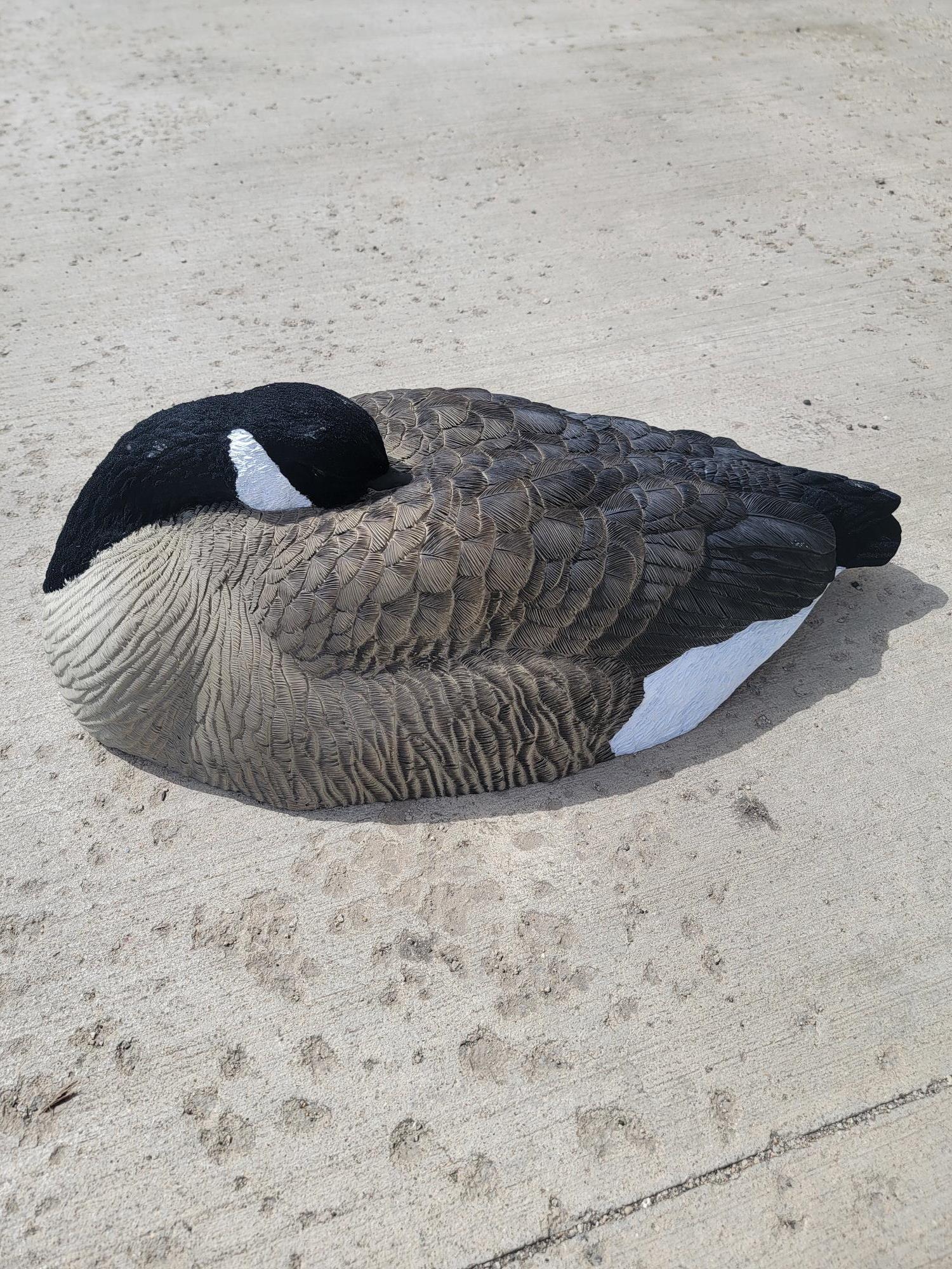 FUlly Flocked canada goose sleeper shell decoy