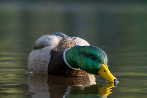 Floater mallard decoy