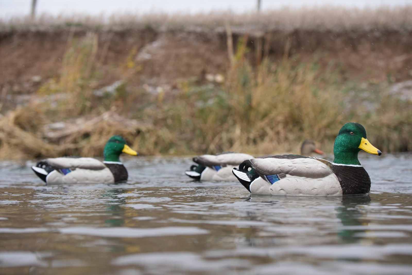 sx fully flocked floater mallard decoys