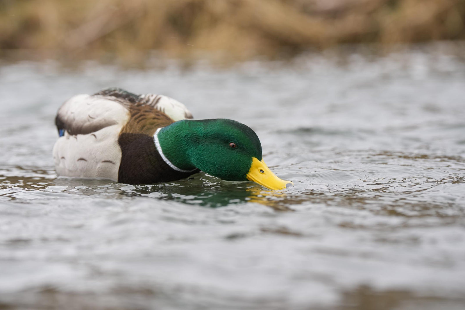 sx fully flocked floater mallard decoys