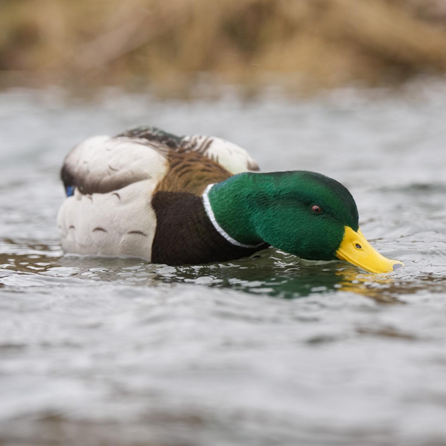 SX Decoys - Canada, Speck, Snow Goose, Crane, & Turkey Decoys