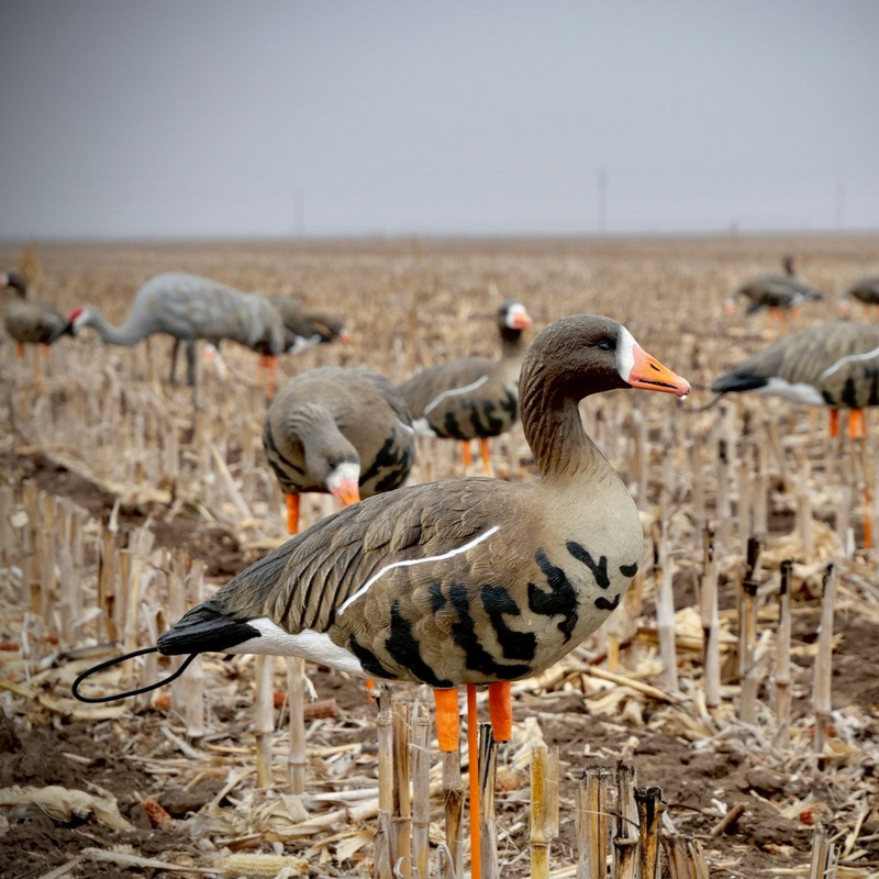 SX Decoys - Canada, Speck, Snow Goose, Crane, & Turkey Decoys