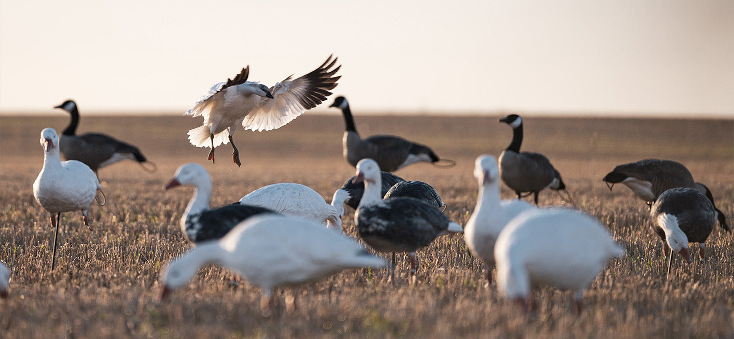 SX Decoys - Canada, Speck, Snow Goose, Crane, & Turkey Decoys
