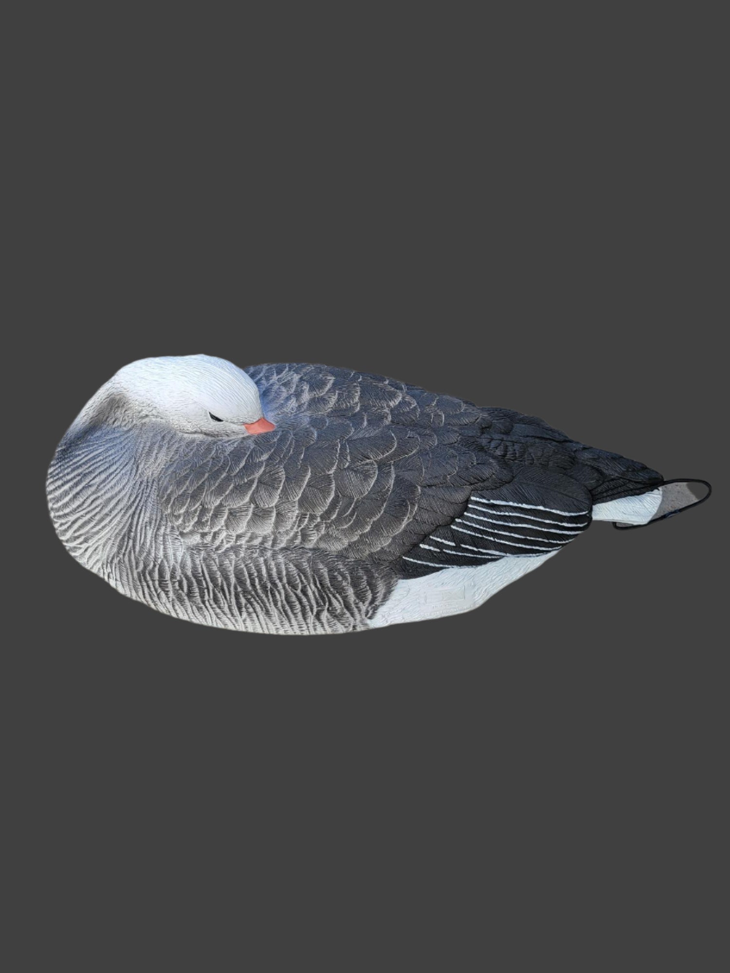 Sx adult blue goose sleeper shell decoy