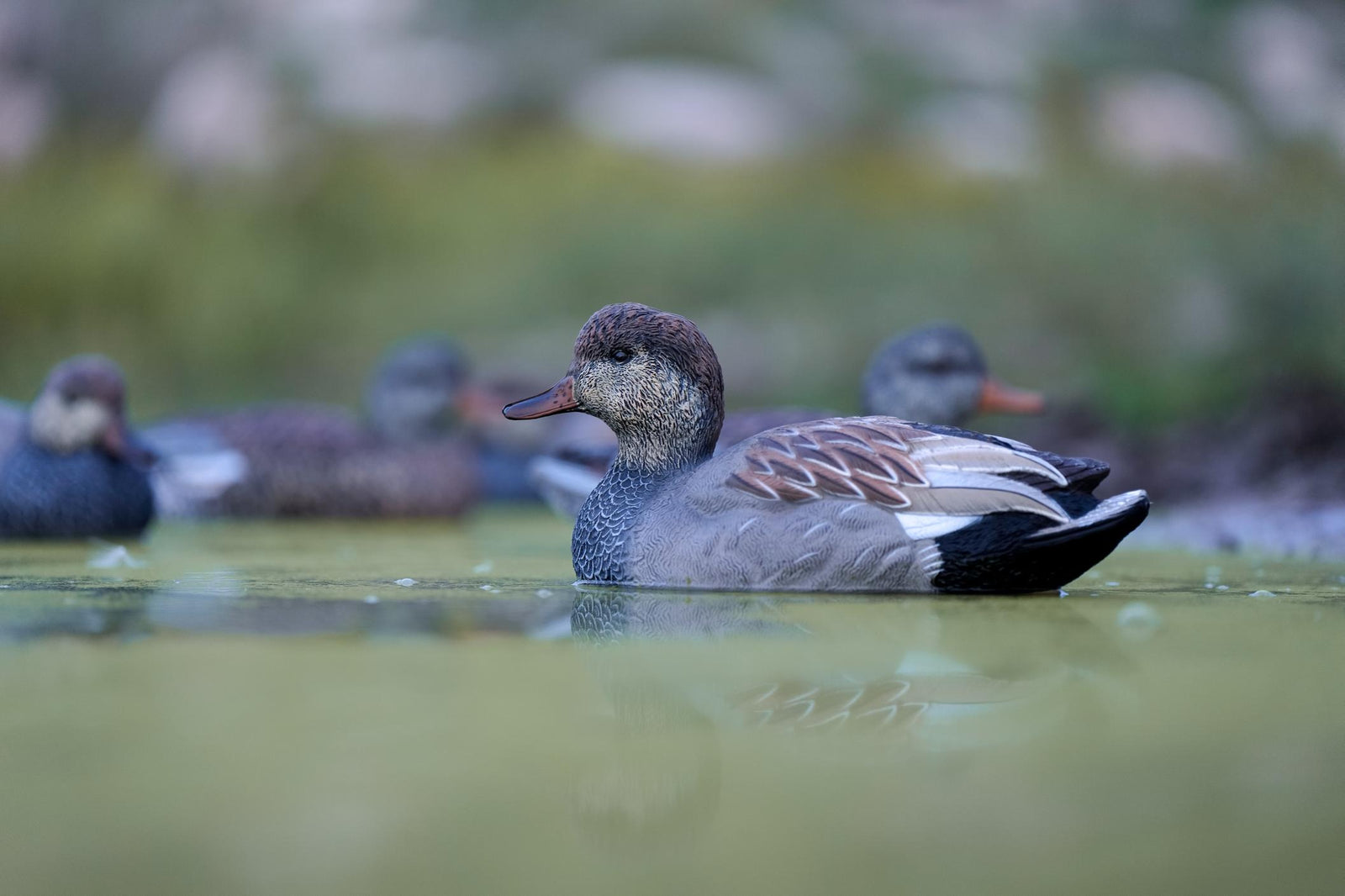 SX gadwall floater duck decoy painted