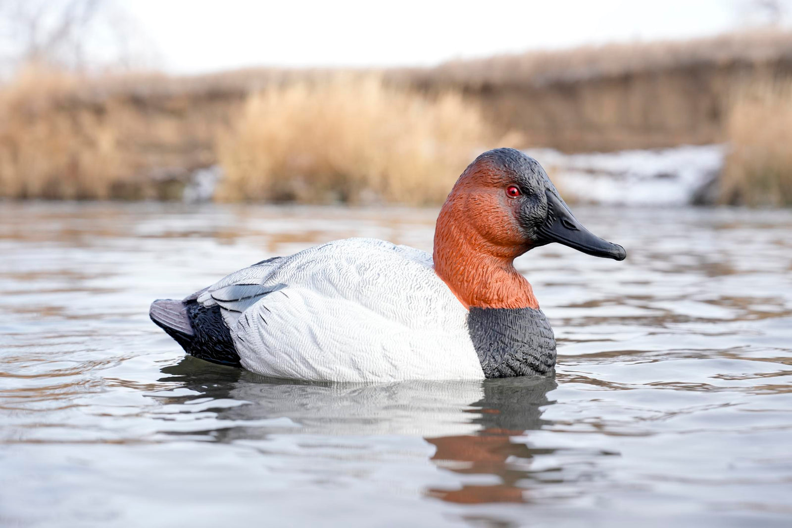 SX Canvasback duck decoys