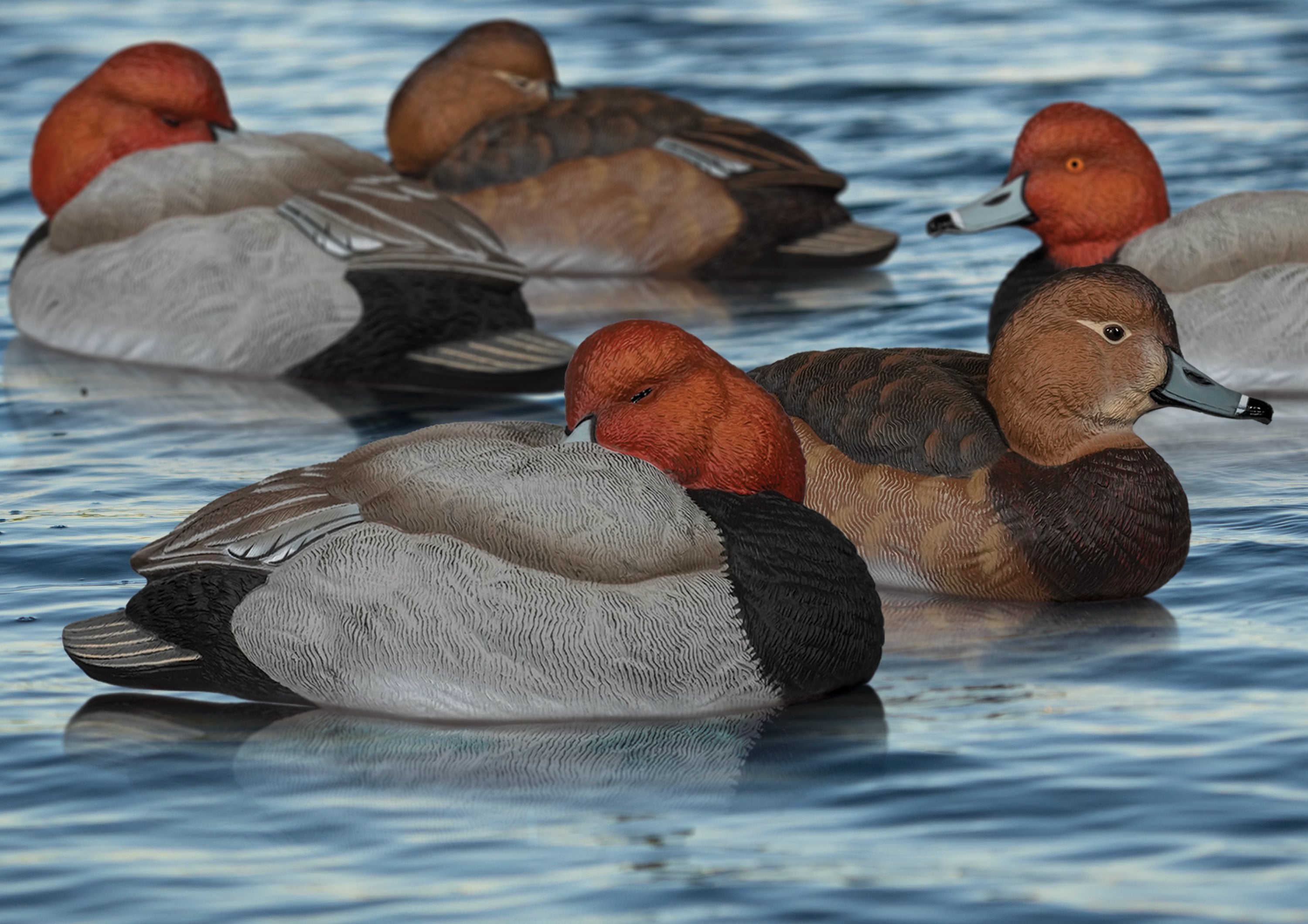 Decoy♡様 SX Redhead Decoys - SX Decoys