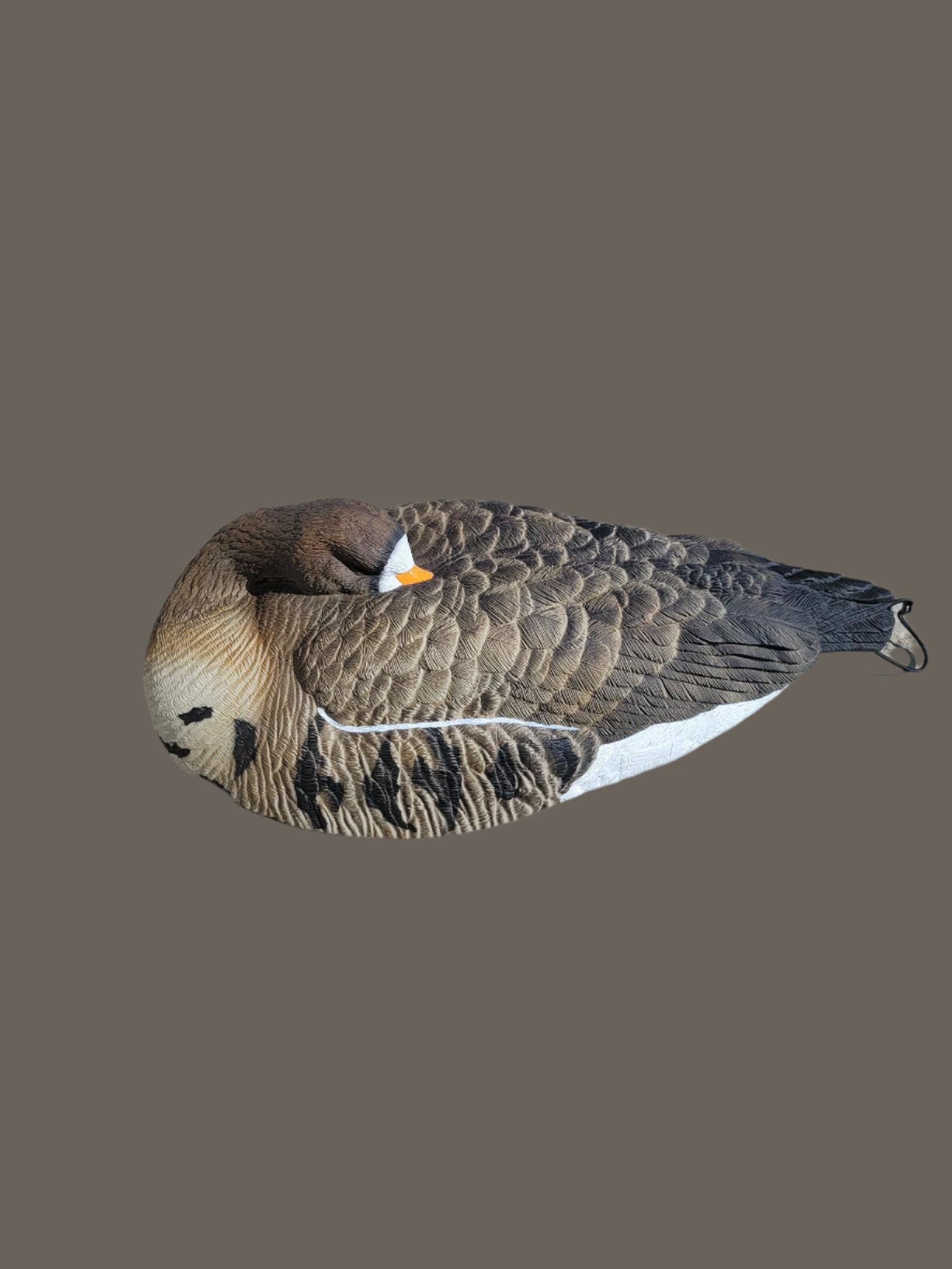 Sleeper shell specklebelly goose decoys.