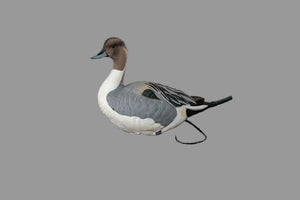 SX full body pintail duck decoy