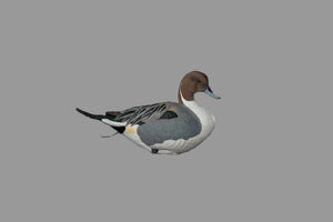 SX full body pintail duck decoy