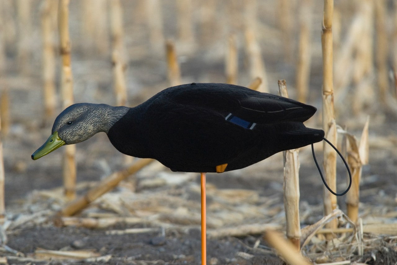 SX Flocked Full body Black duck decoy
