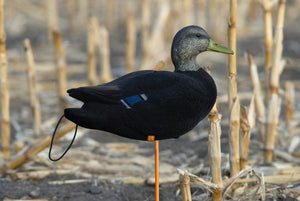 SX Flocked Full body Black duck decoy