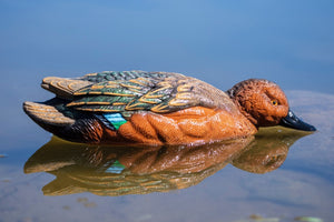 SX Cinnamon teal decoys