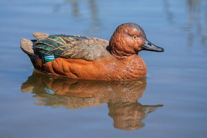 Cinnamon Teal Decoy