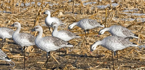 Juvie snow goose decoys