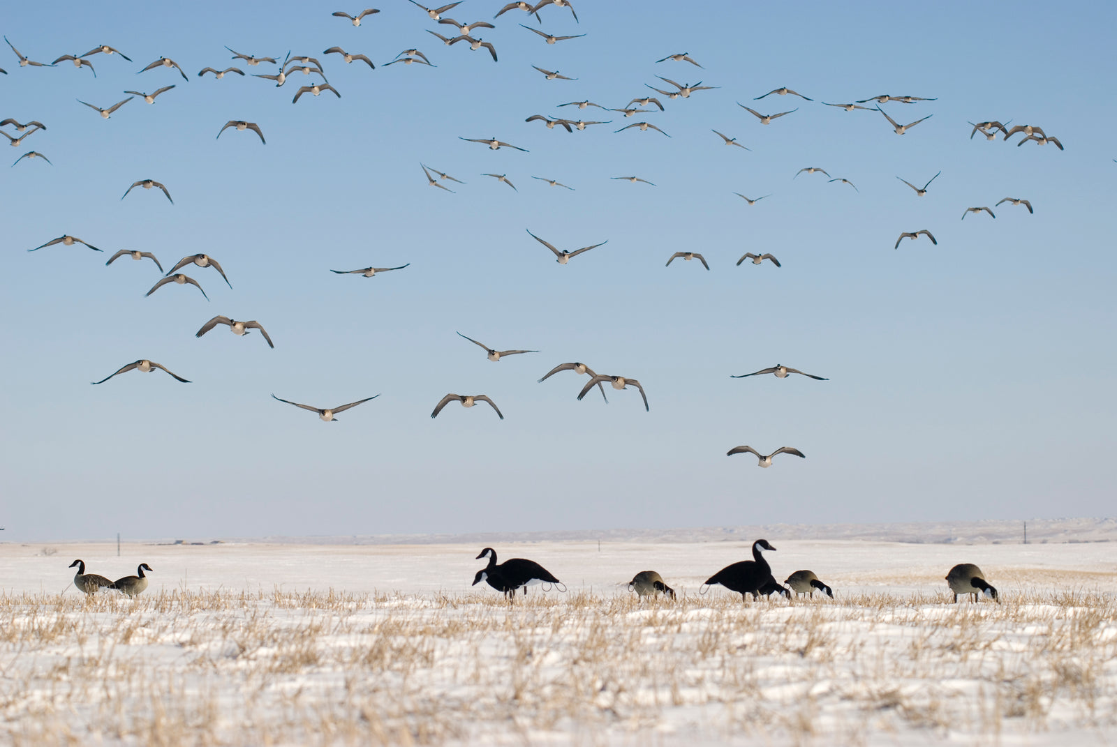 SX canada goose Decoys