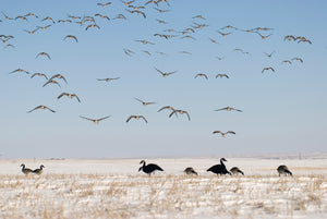 SX Canada Goose decoys