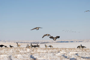 Canada goose decoys