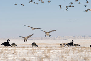 Full body canada goose decoys