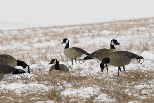 SX canada goose Decoys