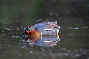 Green winged teal decoys