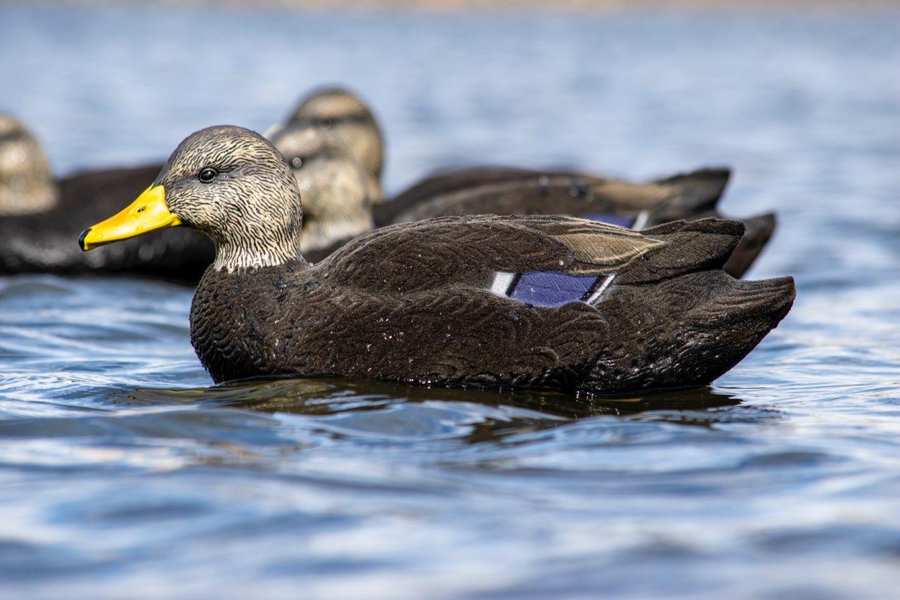 Floater black duck decoy flocked