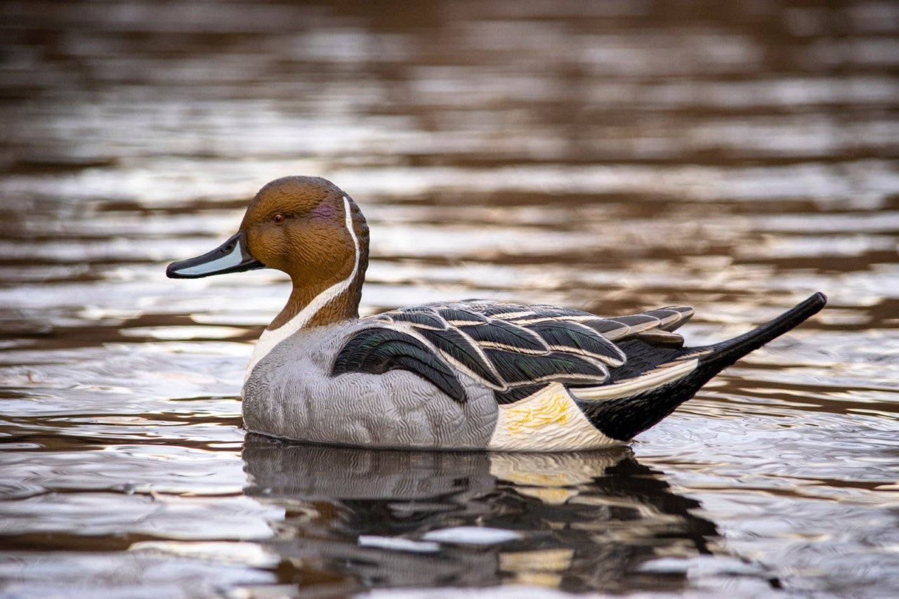 SX floater pintail duck decoy