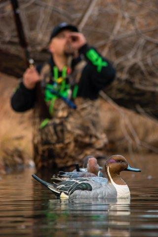 SX floater pintail duck decoy